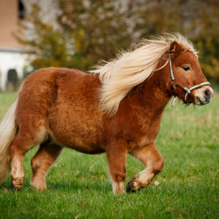 Altes gebrechliches Pony gefesselt und vergewaltigt 