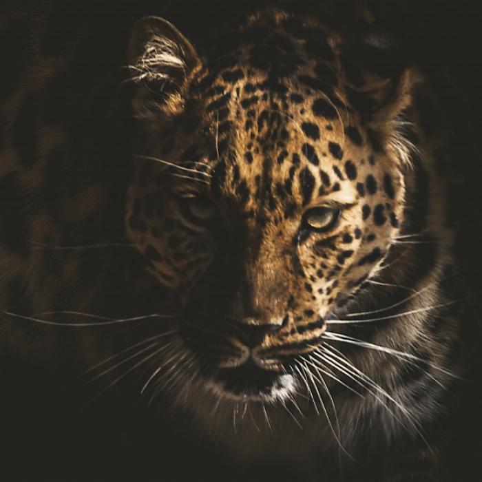 Komplett zerfleischt! Leopard tötet 7-Jährigen bei Horror-Angriff