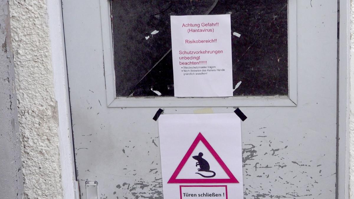 &Uuml;bertr&auml;ger der Krankheit sind vor allem R&ouml;telm&auml;use sowie andere kleine&nbsp;kleine Nagetiere. (Foto)