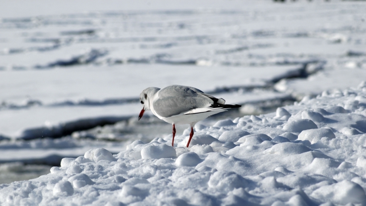 Am Wochenende drohen Norddeutschland gewaltige Schneemassen. (Foto)