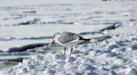 Am Wochenende drohen Norddeutschland gewaltige Schneemassen.