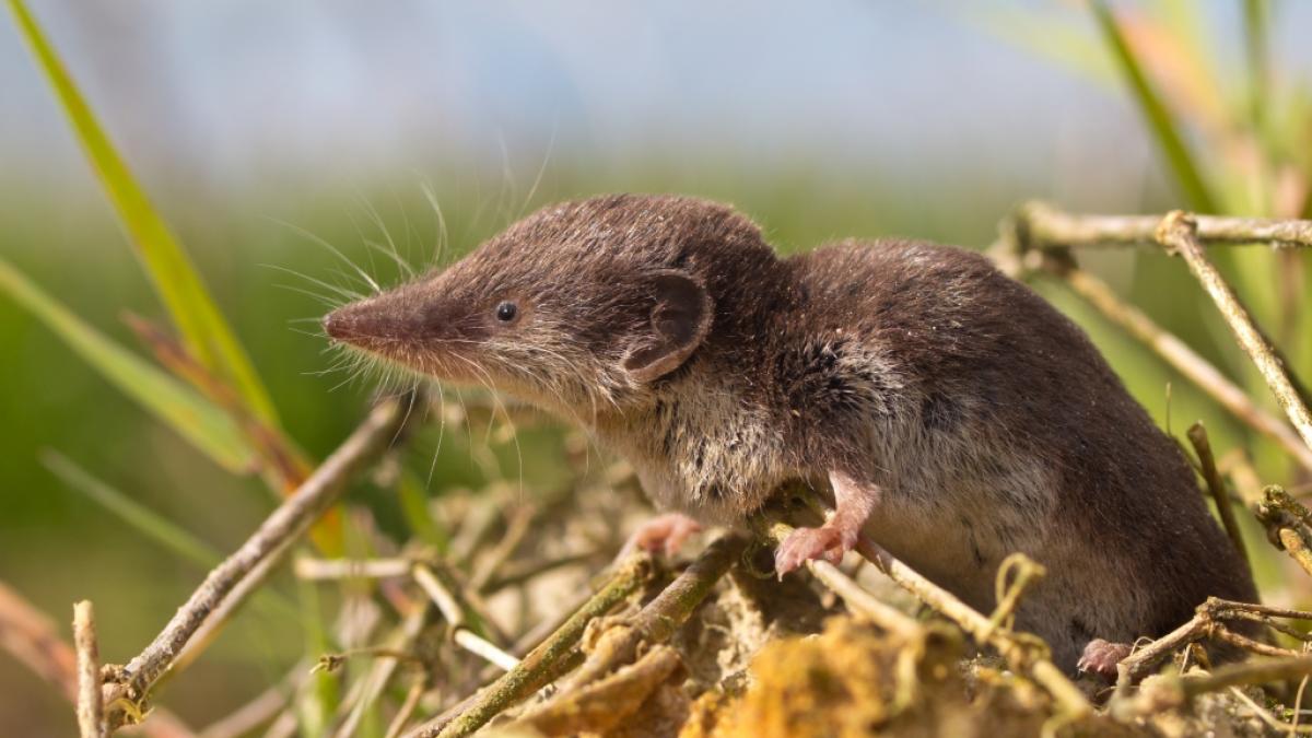 Das t&ouml;dliche Borna-Virus wird nach aktuellem Forschungsstand von der Feldspitzmaus auf den Menschen &uuml;bertragen. (Foto)