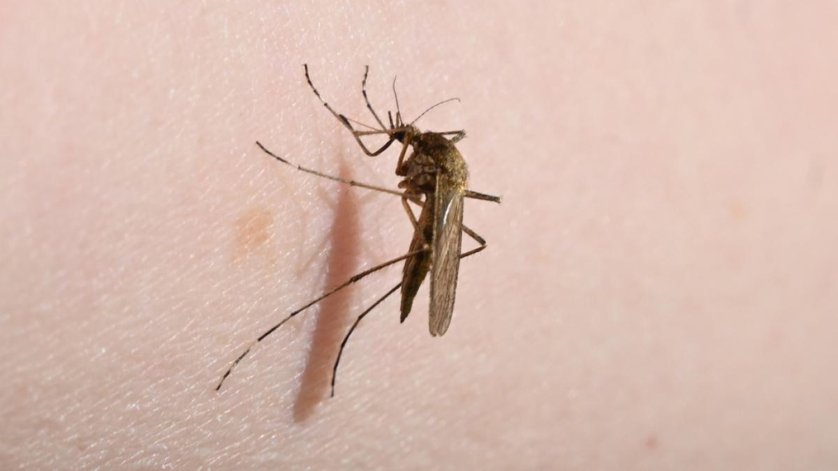 Das Oropouche-Virus wird durch Stechm&uuml;cken &uuml;bertragen und hat bereits erste Menschenleben gefordert. (Foto)