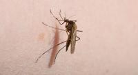 Das Oropouche-Virus wird durch Stechmücken übertragen und hat bereits erste Menschenleben gefordert.