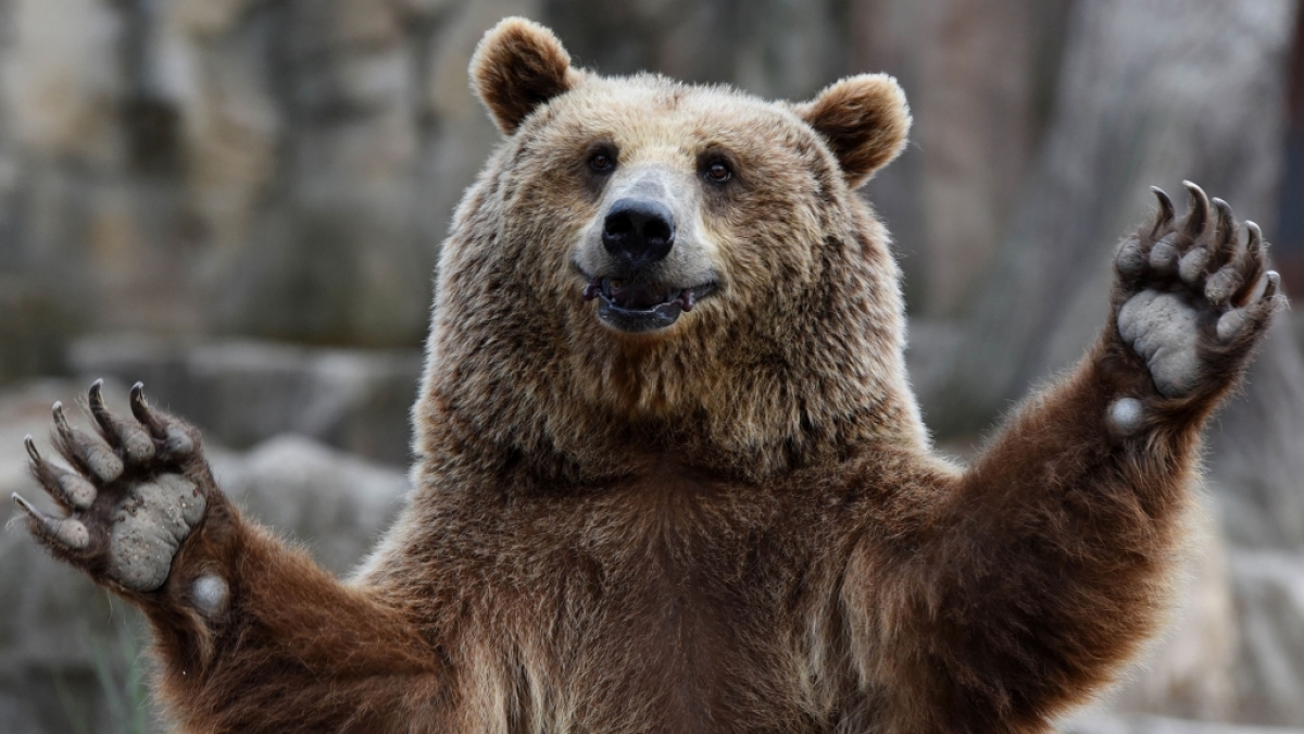 Ein Junge, der zwei Tage lang im Wald verschollen war, behauptet, "dass er mit einem B&auml;ren abgehangen h&auml;tte." (Symbolbild) (Foto)