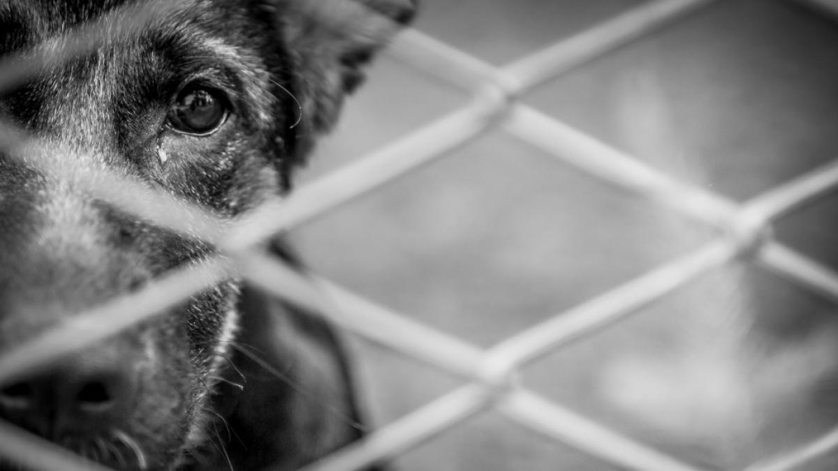 Hund Sasha wurde brutal misshandelt. (Foto)