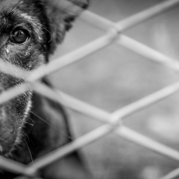 Gebrochene Rippen, ausgekugelte Hüfte! Hund Sasha brutal misshandelt