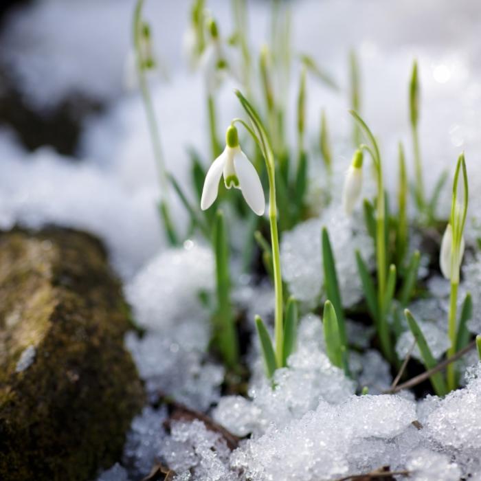 Polarwirbel zerfällt bald! Droht Deutschland ein Märzwinter?