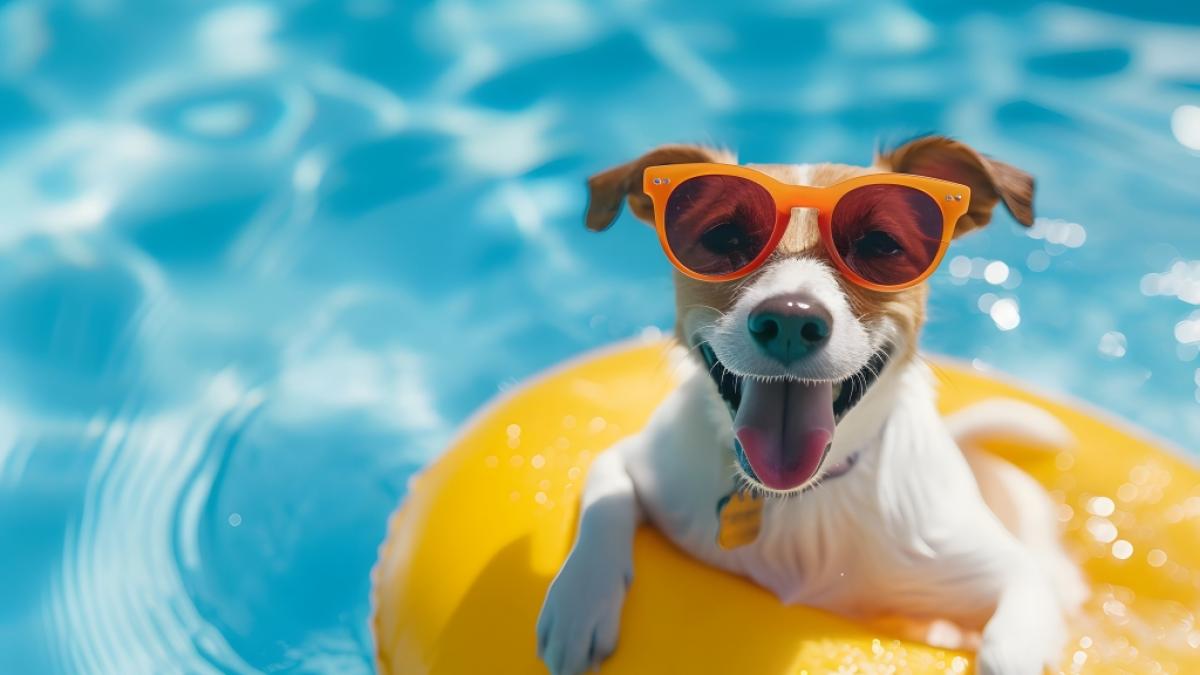 Mit den Hundstagen beginnt traditionell die hei&szlig;este Phase des Sommers &ndash; Meteorologen rechnen auch in diesem Jahr wieder mit steigenden Temperaturen. (Foto)