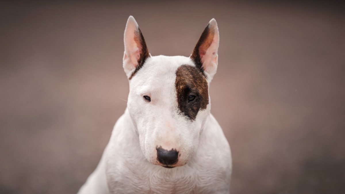 In Kitzingen hat ein Minibullterrier einen 5-J&auml;hrigen in den Kopf gebissen und dabei schwer verletzt. (Foto)