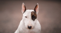 In Kitzingen hat ein Minibullterrier einen 5-Jährigen in den Kopf gebissen und dabei schwer verletzt.