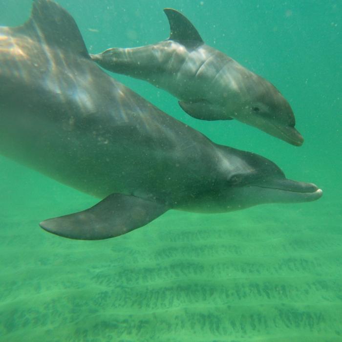 Delfin-Baby für Instagram-Foto gestorben