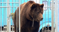 Das undatierte Foto zeigt den Bär Ben in einem Zirkus-Käfig. Das Tier war einer der letzten Zirkusbären in Deutschland.
