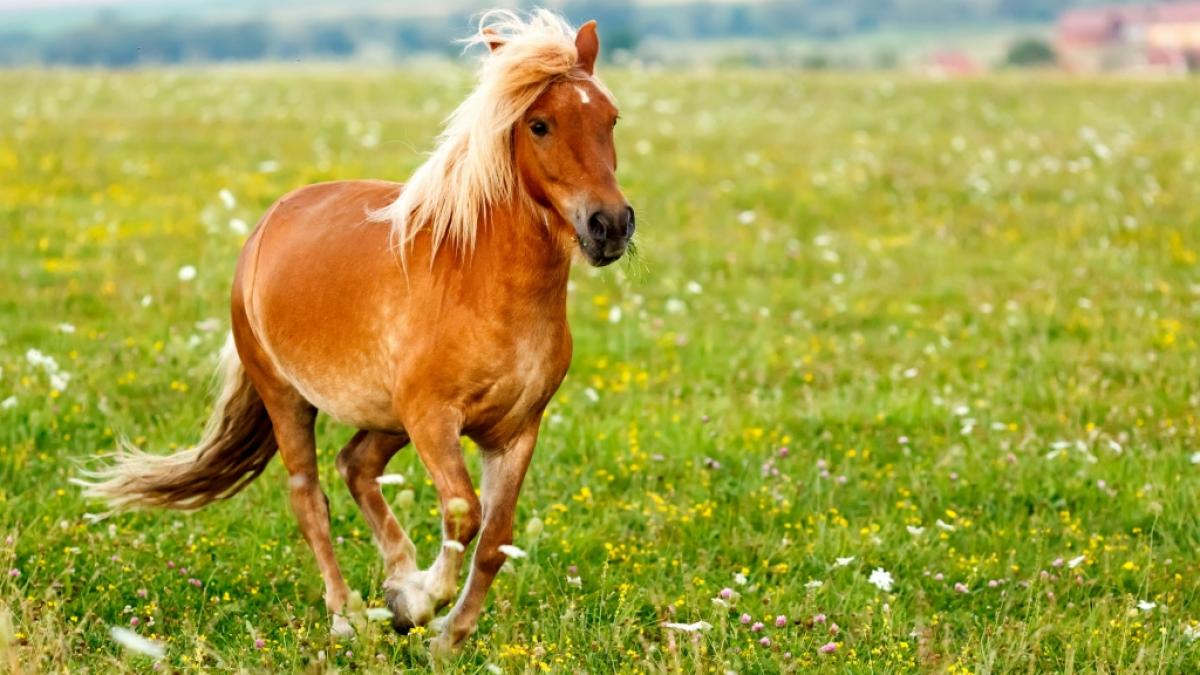 Ein Perverser schlich sich in Florida in einen Pferdestall und vergewaltigte ein wehrloses Pony - nun steht der Tiersch&auml;nder vor Gericht (Symbolbild). (Foto)