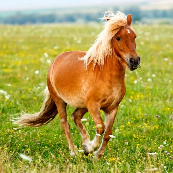 Perverser schändet Pony - Stall-Kamera zeichnet Vergewaltigung auf