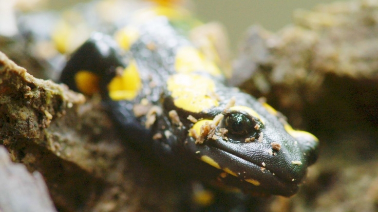 Terra X Unsere Wälder