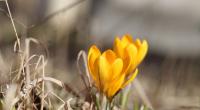 Der Frühling ist so schön und doch so tödlich.