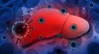Eine Hepatitis-Infektion kann die Leber angreifen.