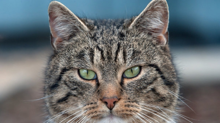Rettungsaktion in letzter Sekunde: Eine Katze ist in Russland mit den Pfoten in einer Pfütze festgefroren, konnte jedoch von berherzten Passanten befreit werden (Symbolbild).