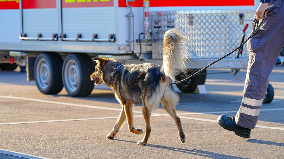 Mit Suchhunden und zahlreichen Einsatzkr&auml;ften wird nach einem vermissten Kleinkind gesucht. (Foto)