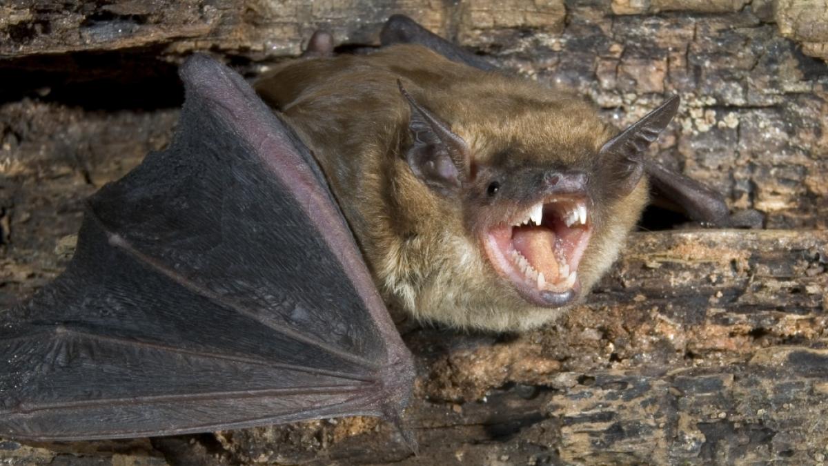 In Nordrhein-Westfalen wurde bei einer Fledermaus die seltene Fledermaustollwut nachgewiesen. (Foto)
