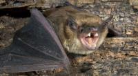 In Nordrhein-Westfalen wurde bei einer Fledermaus die seltene Fledermaustollwut nachgewiesen.