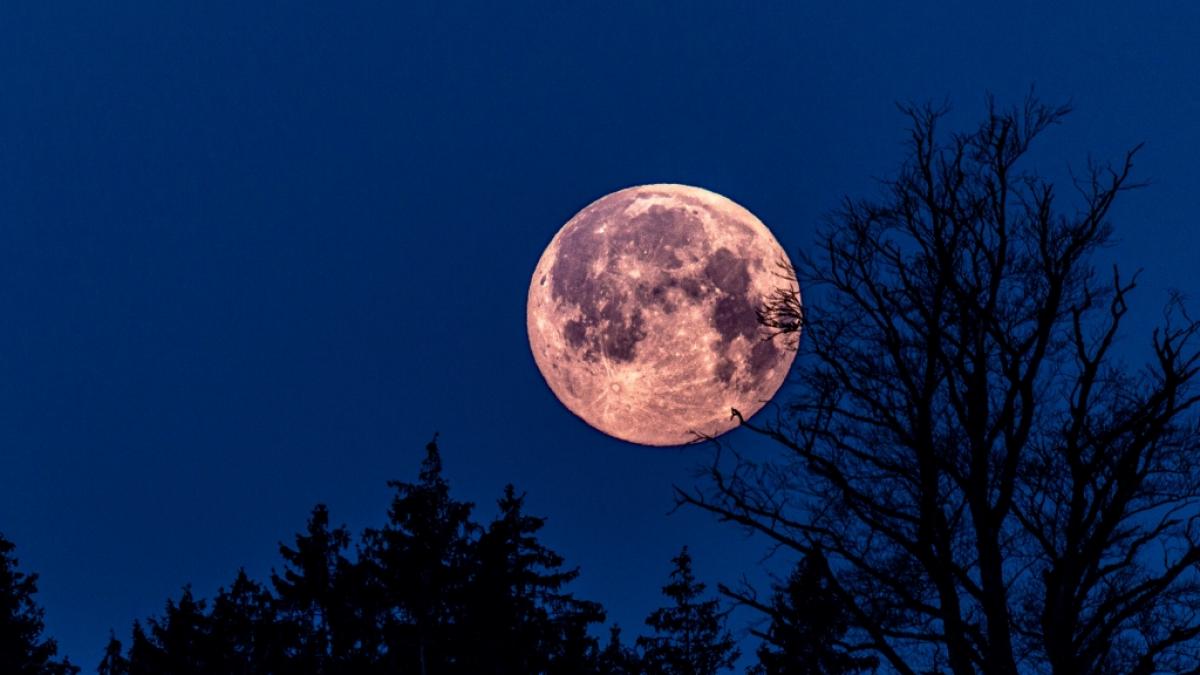 Am 13.04.2025 strahlt ein pinkfarbener Vollmond am Himmel. (Foto)