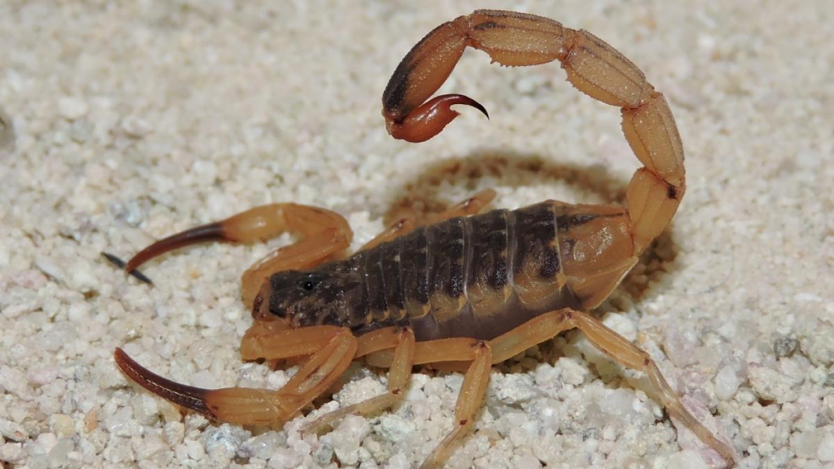 In Brasilien wurde ein Junge von einem giftigen gelben Skorpion get&ouml;tet. (Foto)