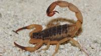 In Brasilien wurde ein Junge von einem giftigen gelben Skorpion getötet.
