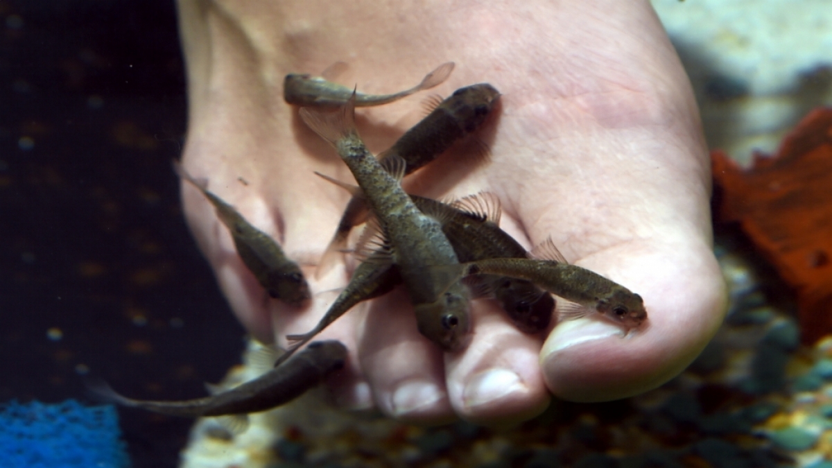 Der Besuch in einem Fisch-Spa in Thailand wurde einer Urlauberin aus Australien zum Verh&auml;ngnis (Symbolfoto). (Foto)
