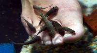 Der Besuch in einem Fisch-Spa in Thailand wurde einer Urlauberin aus Australien zum Verhängnis (Symbolfoto).