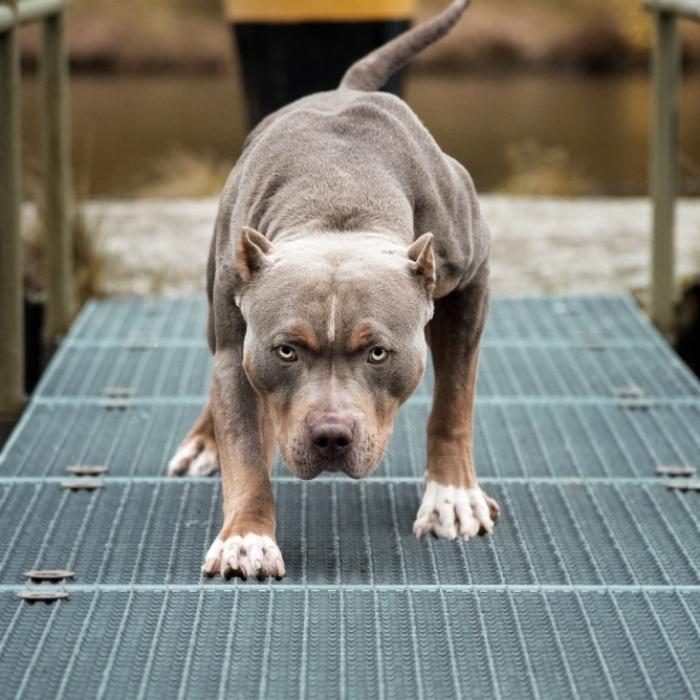 Sie wollte ihren Sohn beschützen! Polizistin von Kampfhund totgebissen