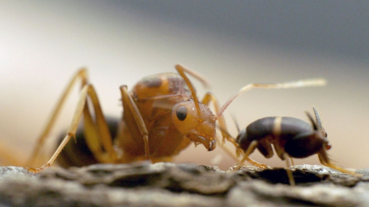 Insekten - Die Meister der Anpassung bei Arte (Foto)