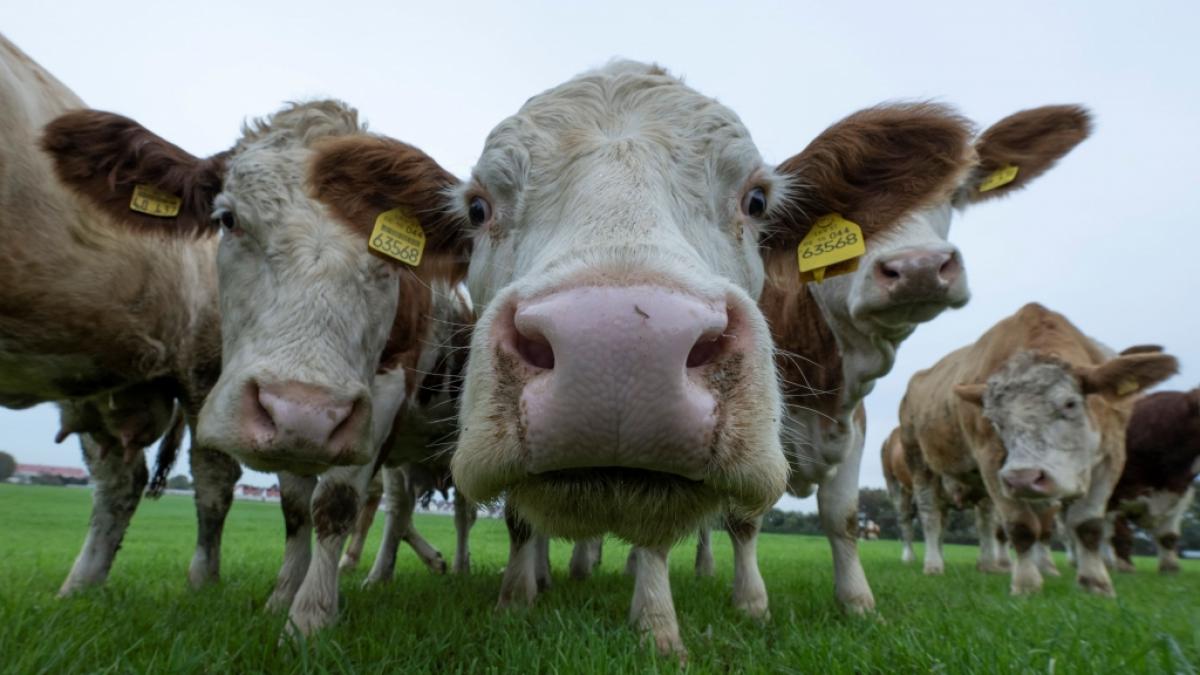 Eine Kuhherde hat einen Mann in West Yorkshire zu Tode getrampelt. (Symbolfoto) (Foto)