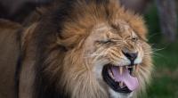 Im Zoo von Dakar kam es zu einer Löwen-Attacke.