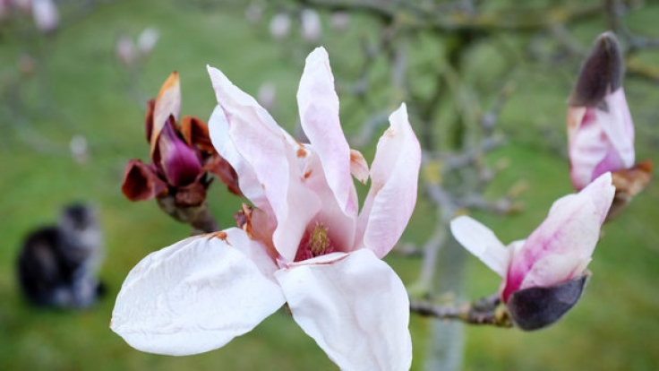 Eine blühende Magnolie im Frühling.