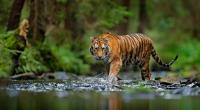 Eine Inderin rettete jetzt ihr Baby vor einem Tiger.