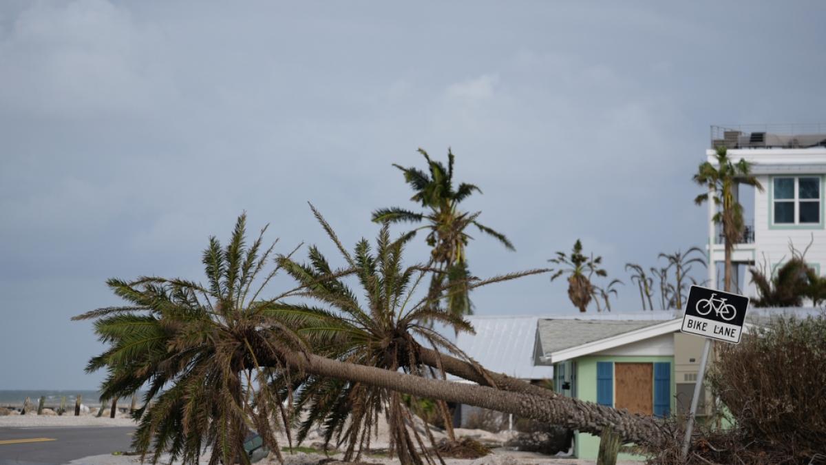 Umgest&uuml;rzte Palmen liegen nach dem Durchzug des Hurrikans "Milton" in Bradenton Beach auf Anna Maria Island entlang der Stra&szlig;e.   &nbsp; (Foto)