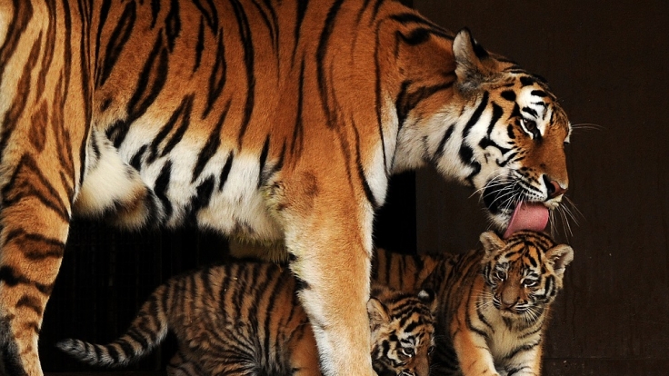 Inzucht im Zoo und bei Wildtieren Sex bei Tieren wie gefährlich ist