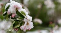 Bringen die Eisheiligen den Winter zurück?