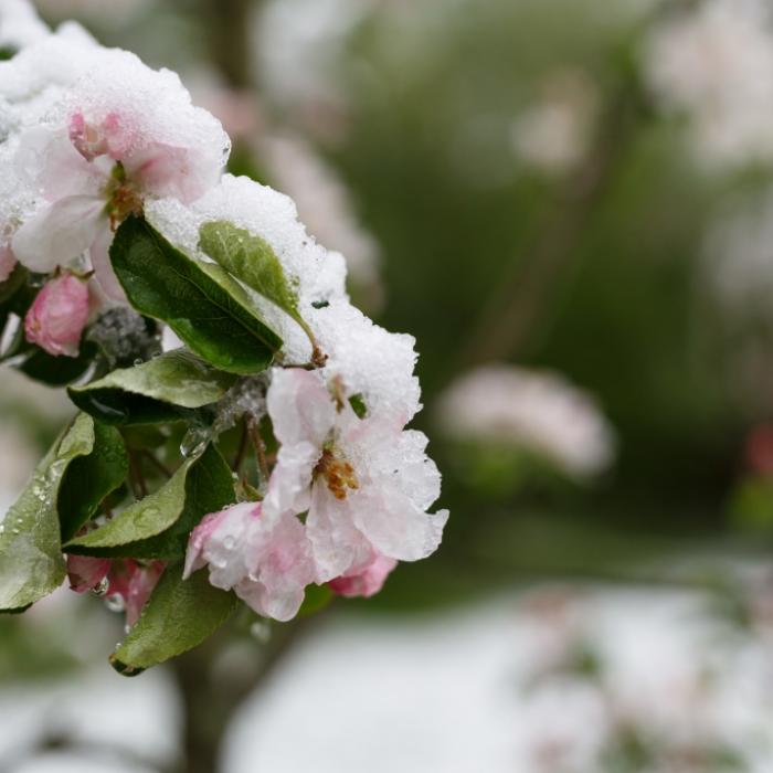 Bibber-Wetter in Deutschland! Bringt die Kalte Sophie den Winter zurück?