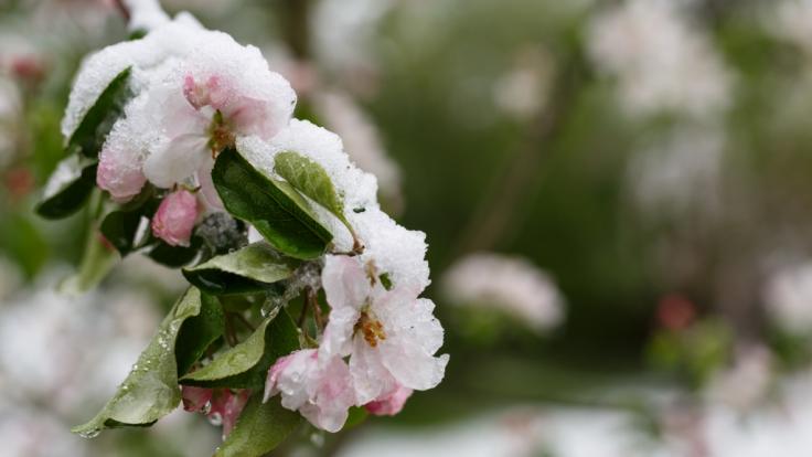 Eisheilige 2019 aktuell: Bibber-Wetter in Deutschland ...