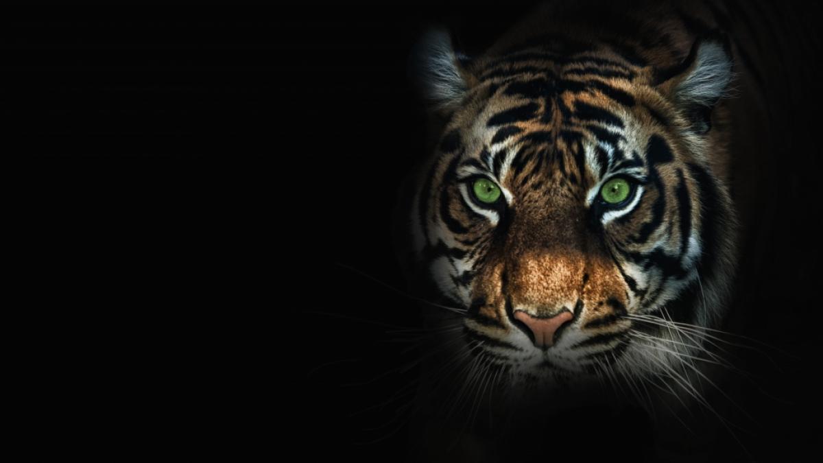 In Vietnam hat ein Tiger einem Mitarbeiter eines Freizeitparks beide Arme abgerissen. Der Mann &uuml;berlebte das Ungl&uuml;ck. (Foto)