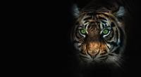 In Vietnam hat ein Tiger einem Mitarbeiter eines Freizeitparks beide Arme abgerissen. Der Mann überlebte das Unglück.