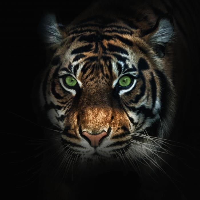 Tiger reißt Mann beide Arme ab