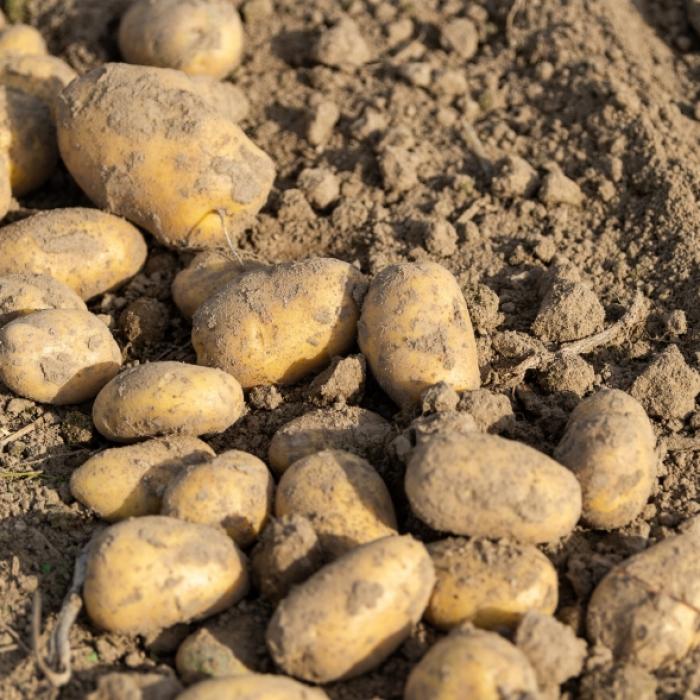 Sorge um die Kartoffelernte - enorme Einbußen drohen