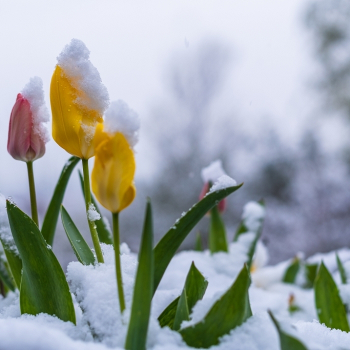 Grönland-Kälte bringt den Winter zurück! HIER droht jetzt Schneesturm