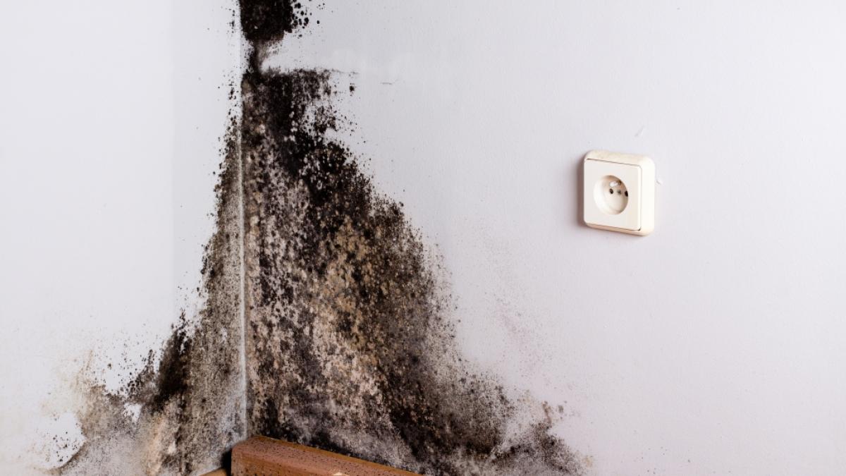 Aggressiver Schimmel in der elterlichen Wohnung kostete den kleinen Awaab Ishak (2) das Leben (Symbolfoto). (Foto)