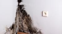 Aggressiver Schimmel in der elterlichen Wohnung kostete den kleinen Awaab Ishak (2) das Leben (Symbolfoto).