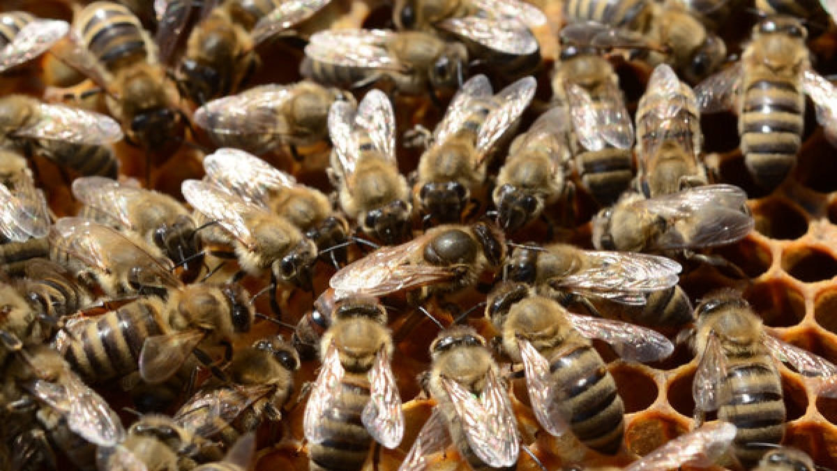 Riesenhonigbienen kommunizieren nicht nur sehr intelligent mit ihren Artgenossen, sondern sie besitzen auch einen ausgezeichneten Abwehrmechanismus. (Foto)